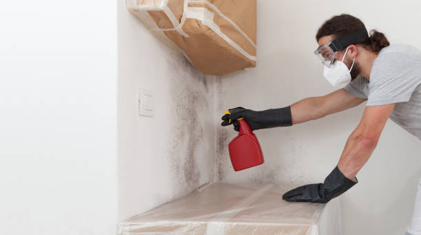 Professional Attic Mold Remediation technician working in Bellmawr, NJ