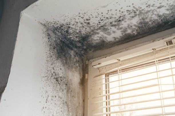 Affordable Attic Mold Remediation solutions in Bellmawr, NJ